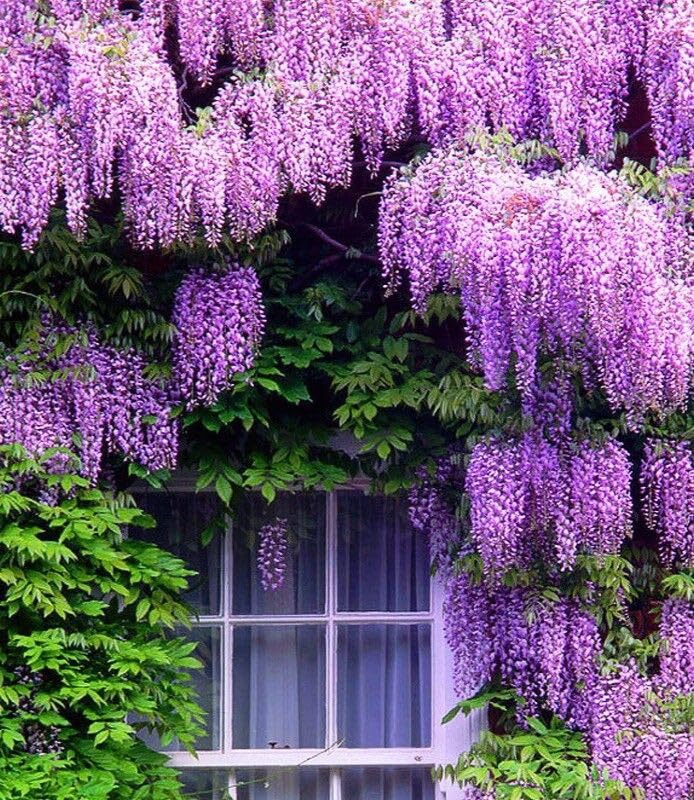 Brown Wisteria Seeds, , Purple Outdoor Flowers