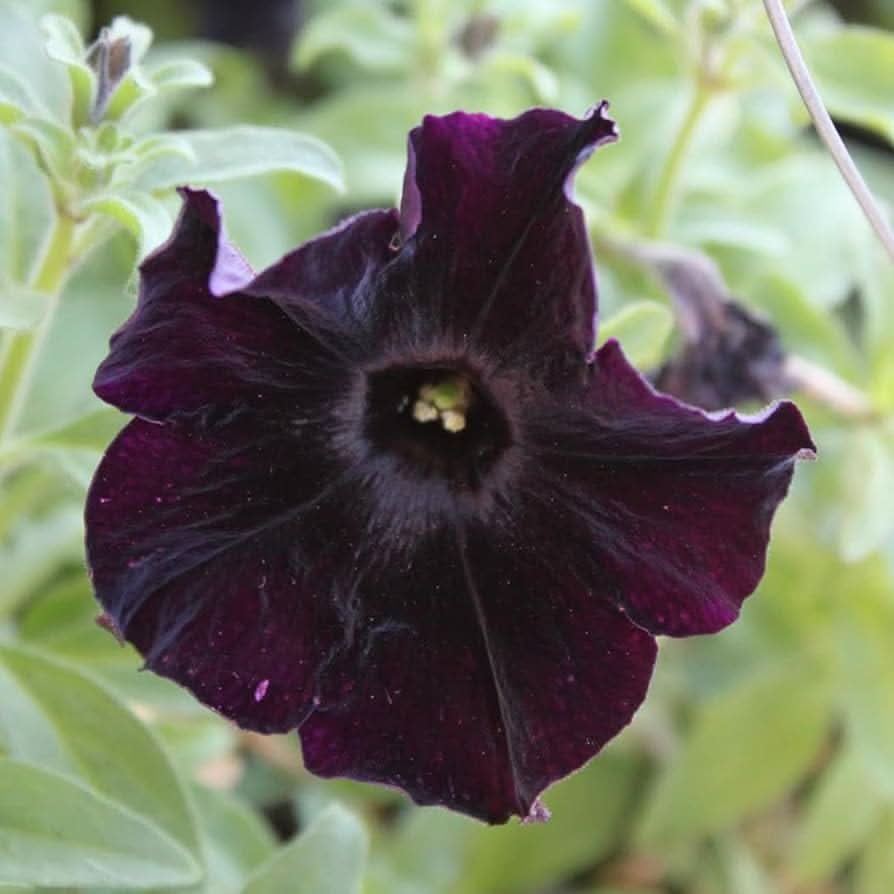Black Velvet Petunia Multicolored Rare Flowering Seeds For Planting
