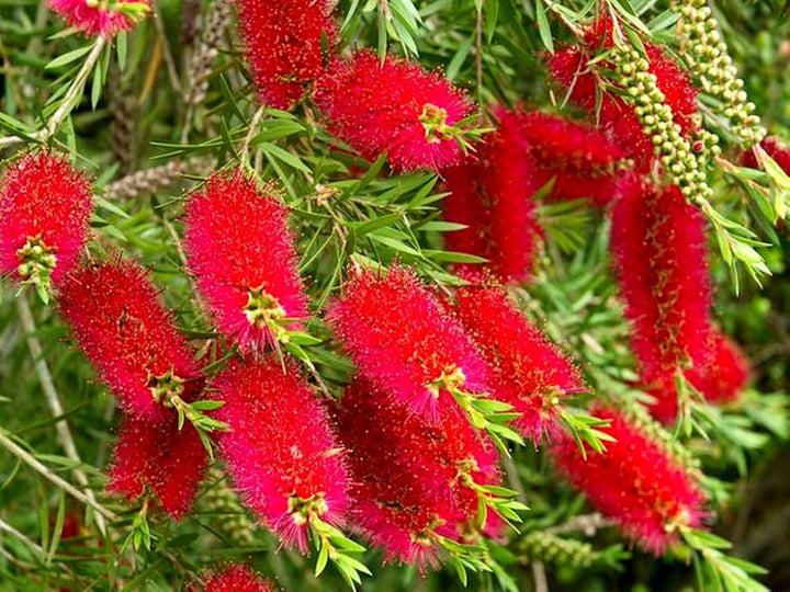 Pink Melaleuca Flower Seeds for Planting, 100 pcs