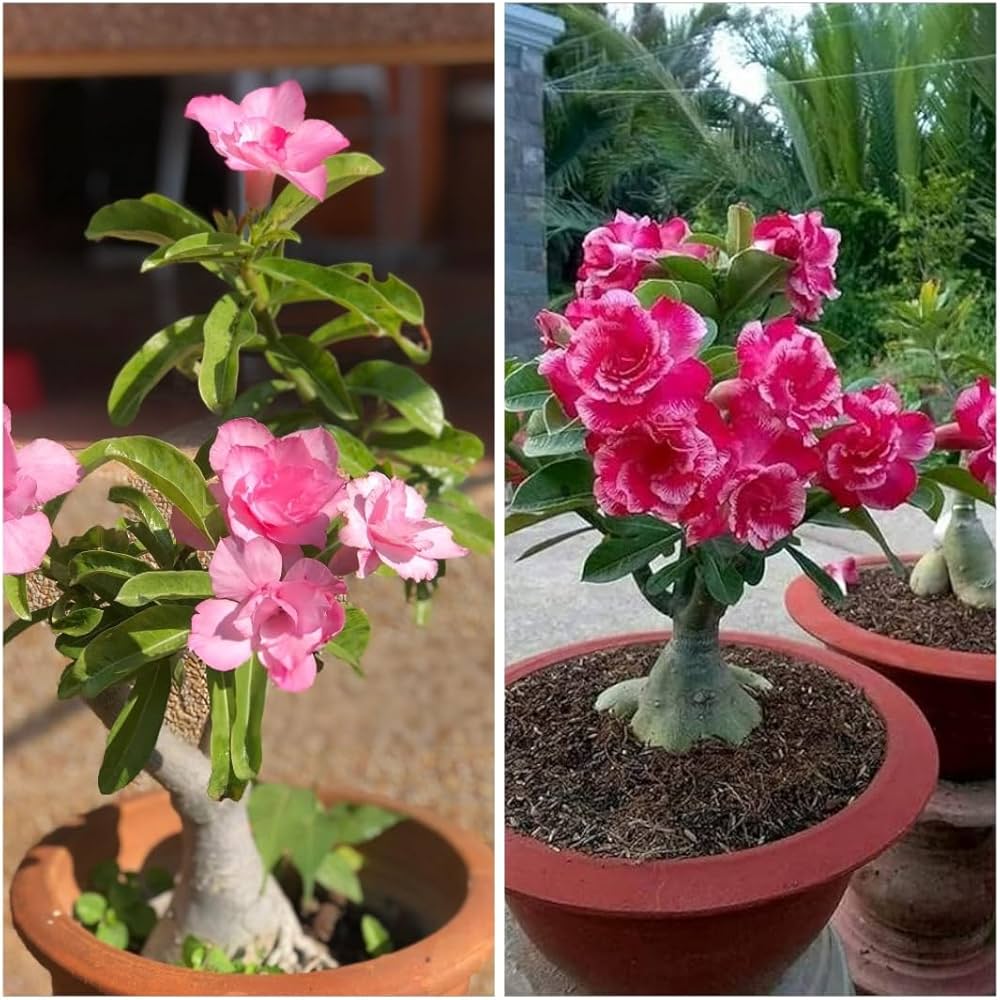 Easy Grow Roses DIY Bonsai Garden Seeds