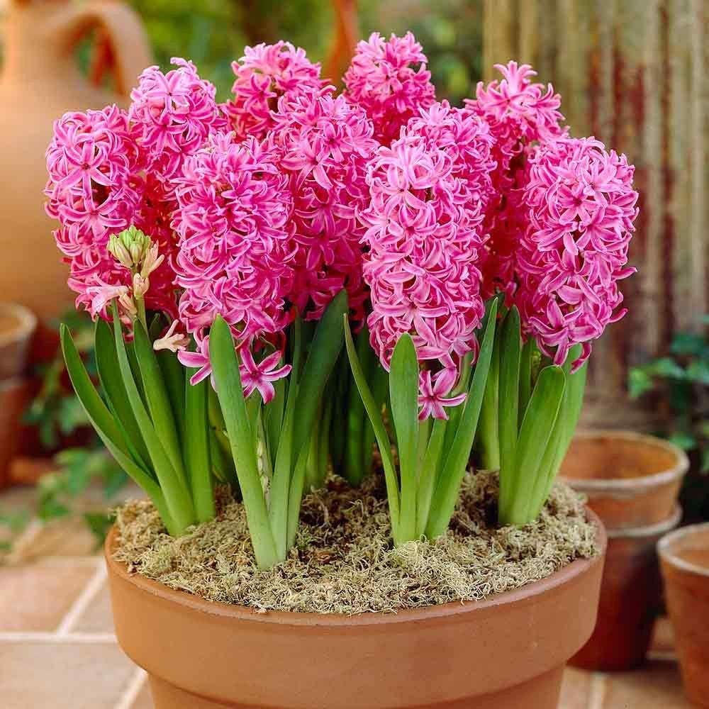 Hyacinth Flower Seeds for Planting, Pink, NON GMO Seeds seeds for planting in home garden