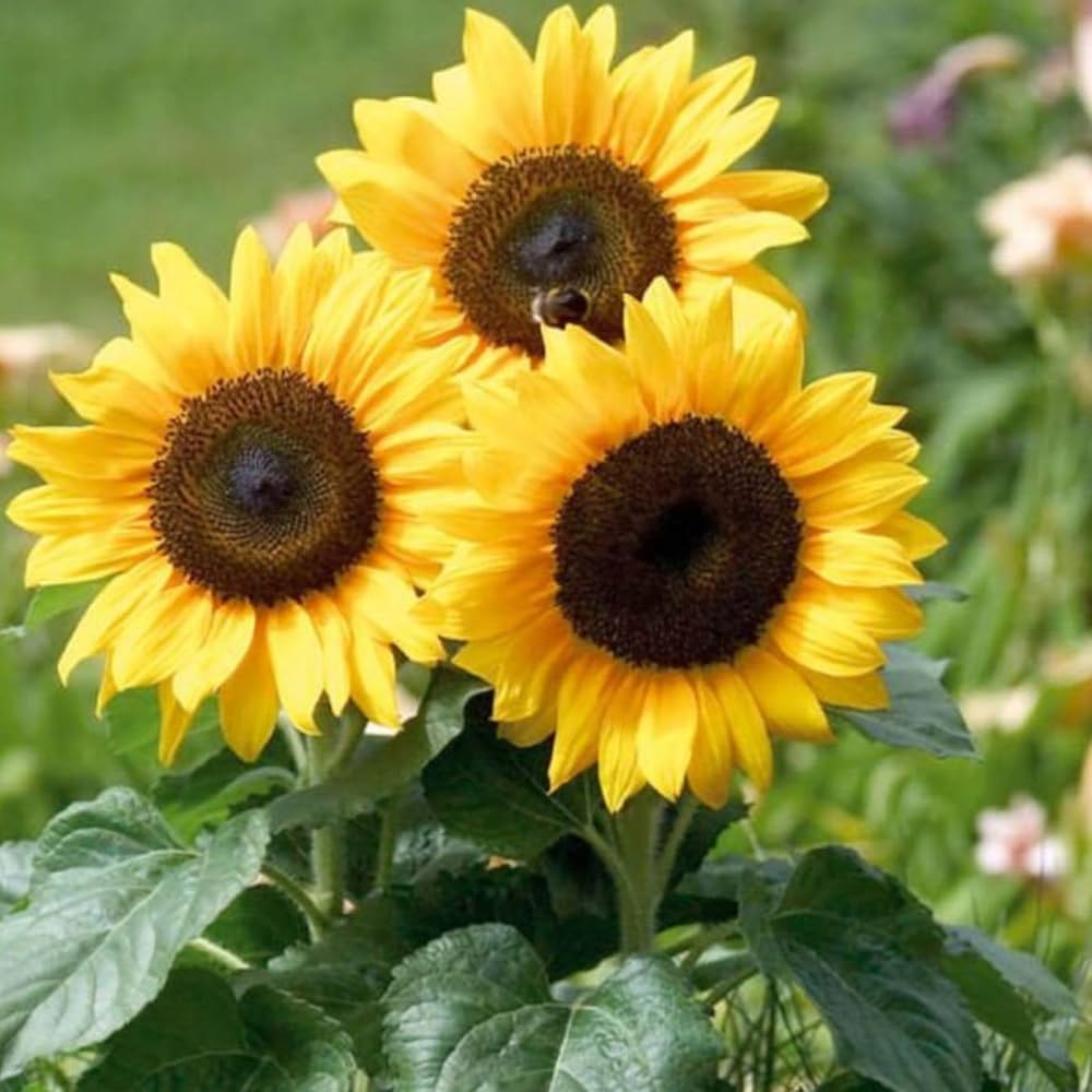 Dwarf mini sunflower Helianthus seeds for balcony and pots