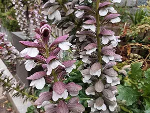 Acanthus Mollis Acanthus mollis for planting in flower bed