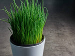 Chives Bohemia herb seeds perennial culinary garden herb