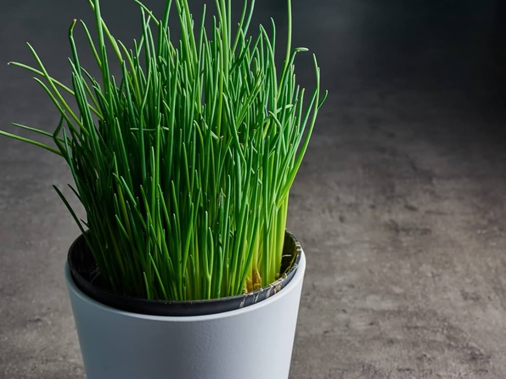 Chives Bohemia herb seeds perennial culinary garden herb