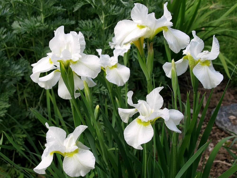 Dhara Seeds Iris germanica Seeds - Thumbnail 3