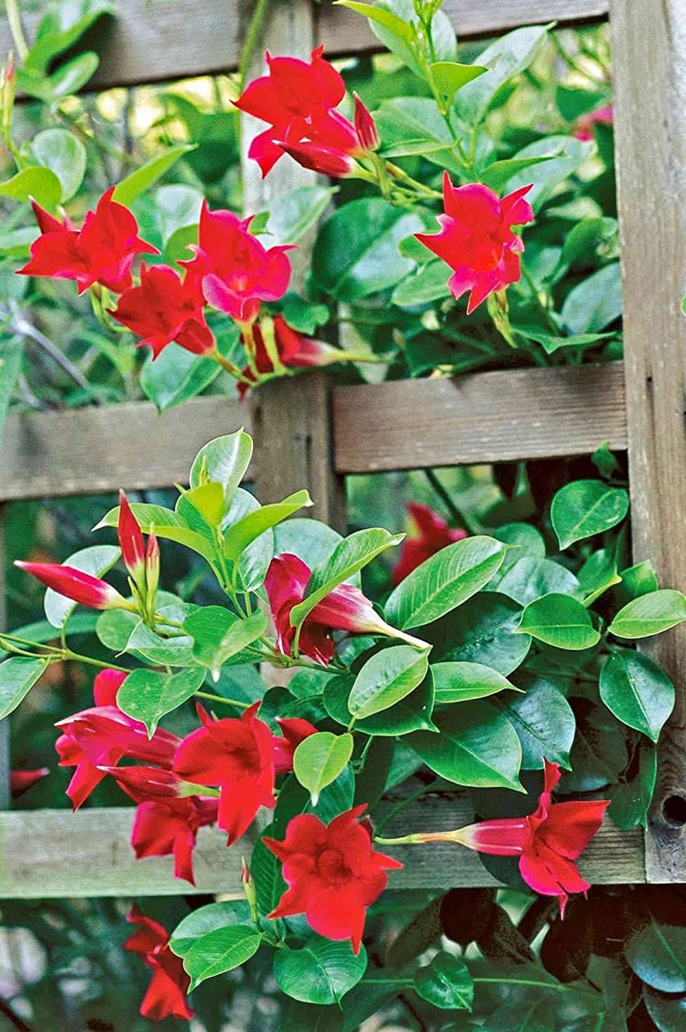 Mandevilla Sanderi climbing Flower Seeds for Planting in backyard trellises and home garden fences