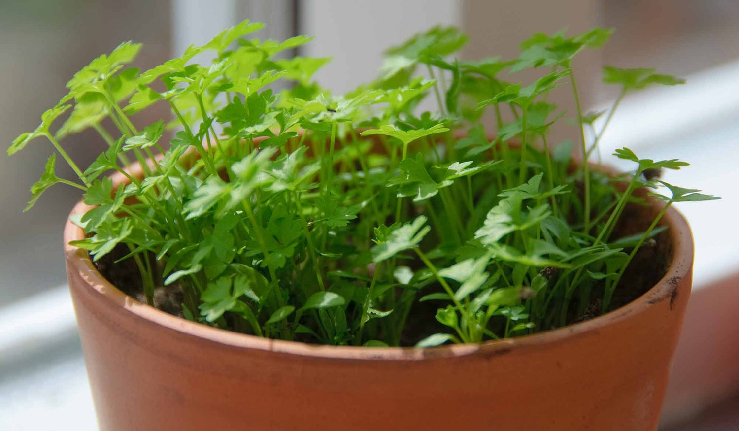 Slow Bolt Cilantro (Coriandrum sativum) seeds for herb planting