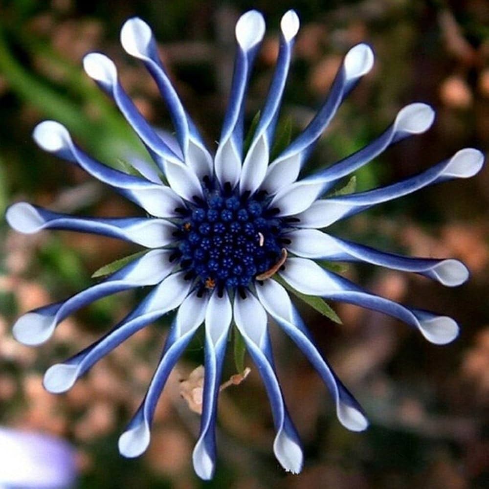 Daisy Felicia Amelloides Exotic Blue Flower Seeds for Planting – Suitable for Decorative Home Garden and Pots