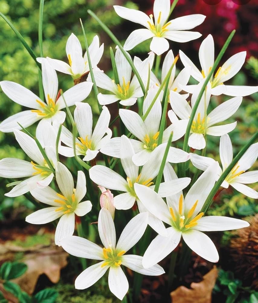 Rain Lily Zephyranthes spp. Seeds Mix for Planting in Urban Gardens