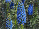 Madeira Flower Seeds for Planting, NON GMO Seeds seeds for planting in home garden