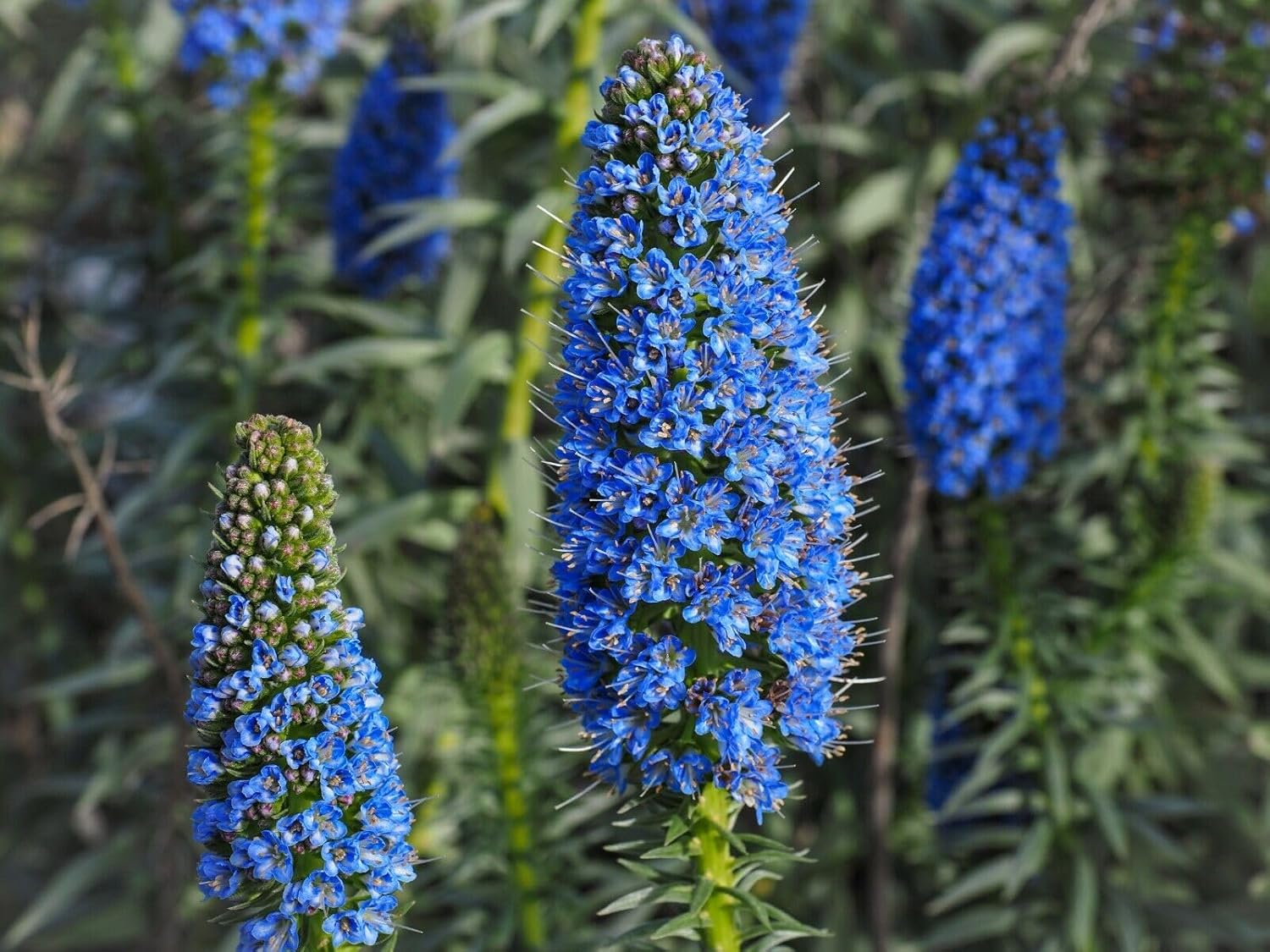 Madeira Flower Seeds for Planting, NON GMO Seeds seeds for planting in home garden