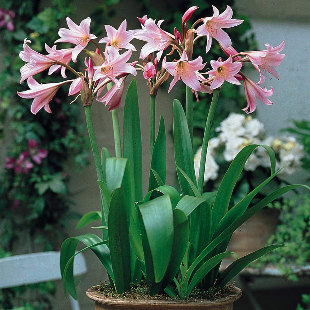 Mixed Crinum Flower Seeds for Planting 100 seeds for planting in home garden