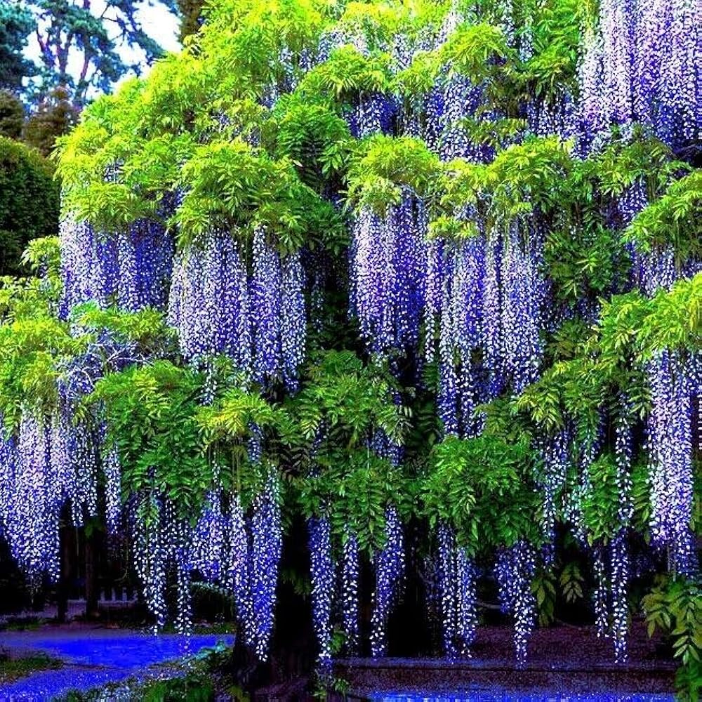 Chinese Blue Purple Wisteria Flower Seeds Wisteria sinensis for Climbing Garden Planting