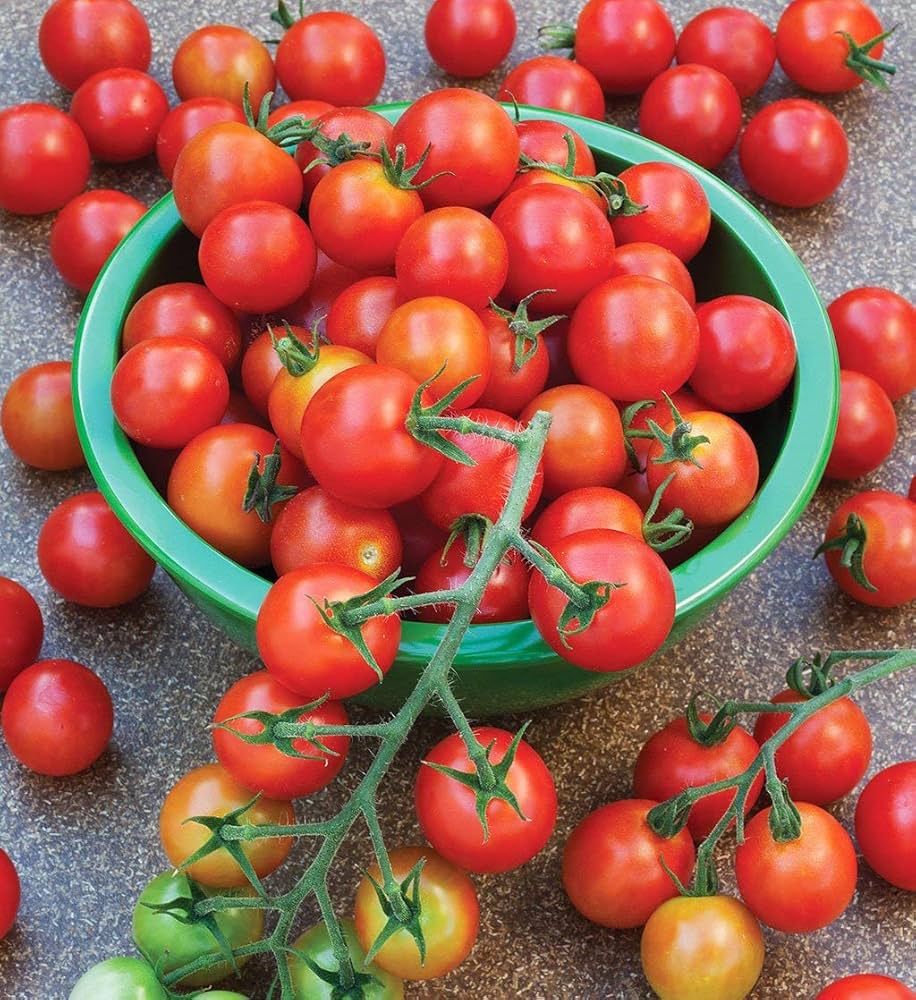 Cherry Tomatoes Seeds Solanum lycopersicum for Planting in Vegetable Patch & Garden