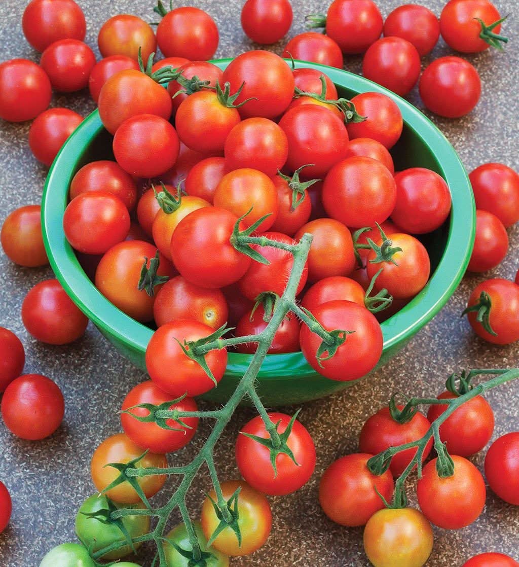 Black Cherry Tomato Solanum Lycopersicum vegetable seeds for planting in kitchen garden and home garden beds