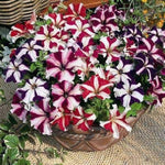 Mixed Double Petunia (Petunia × hybrida) for planting in flower beds or pots