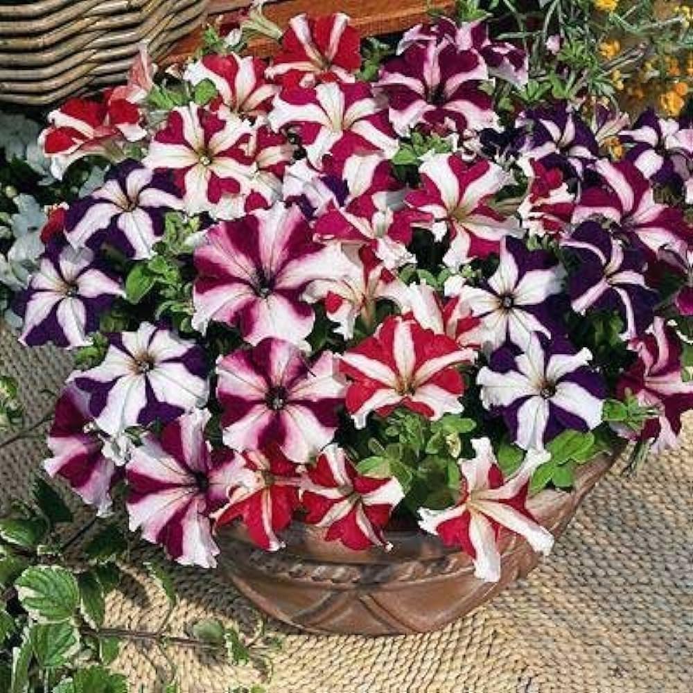 Mixed Double Petunia (Petunia × hybrida) for planting in flower beds or pots