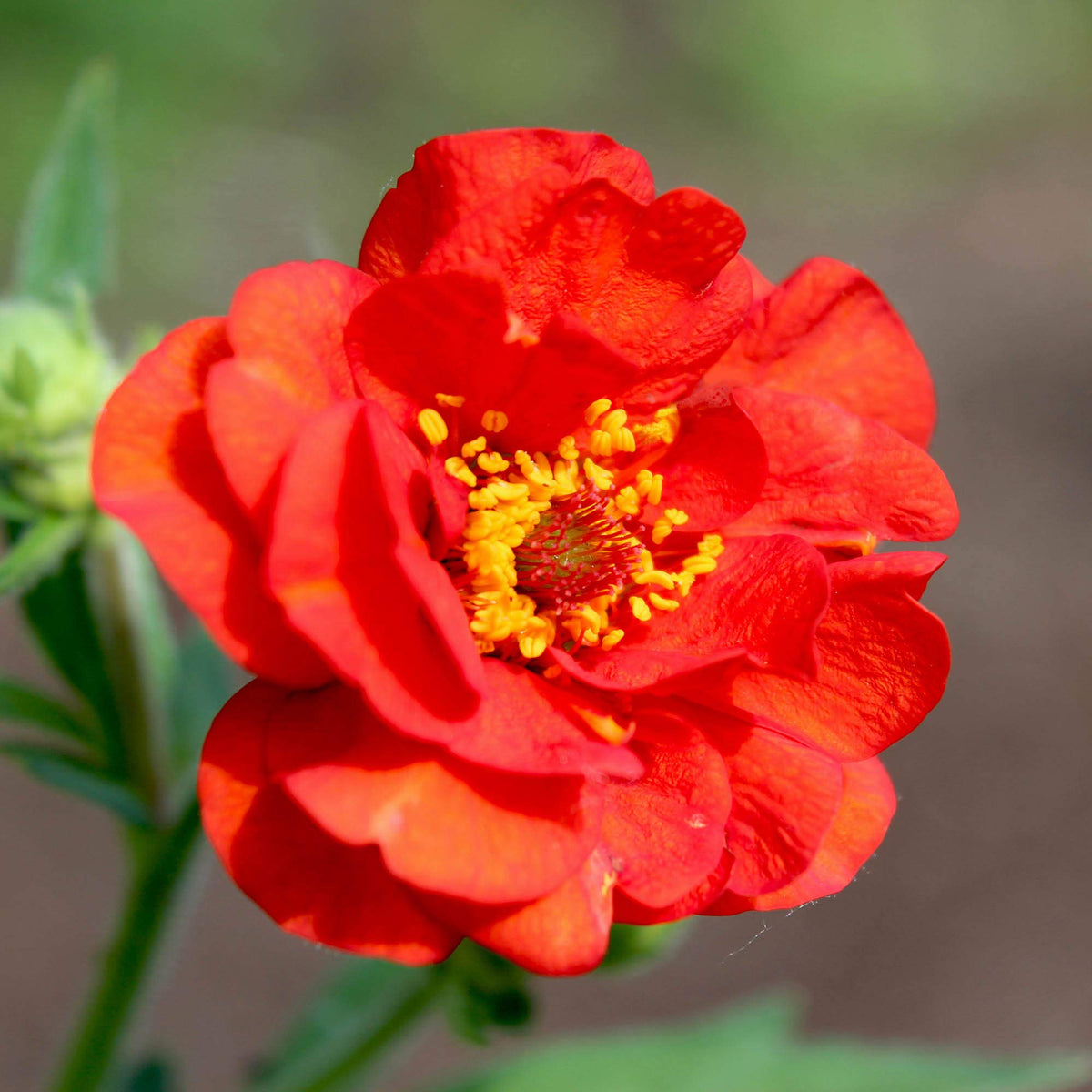 17+ Red Flower Perennial Geum Red Flower Seeds for Planting Perennial Garden Borders – Dharaseeds