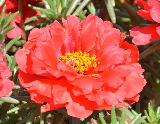 Rose Rosa hybrida mixed flower seeds for planting in vertical garden or backyard flower trellises