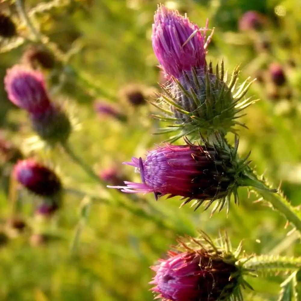 Pink Arctium Lappa Plant Seeds for Planting, NON GMO Seeds for planting in home garden