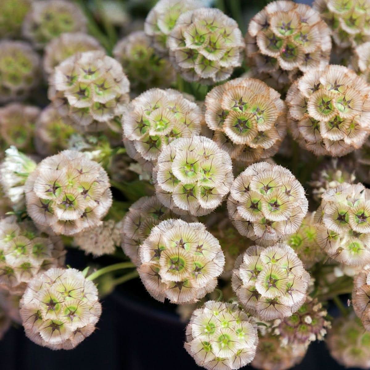 Heirloom Non-GMO Drumstick Scabiosa Flower Seeds for Planting – Unique Globe-Shaped Garden Blooms - Non-GMO for planting in home garden