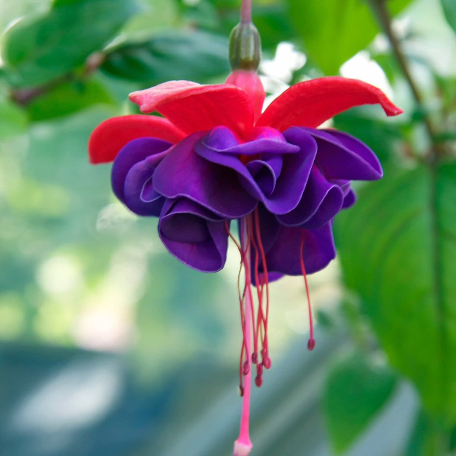 Double Petals Fuchsia Flower Seeds for Planting - NON GMO Seeds