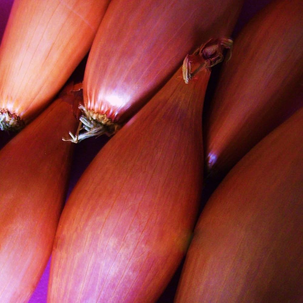 Shallot bonsai seeds for garden planting and decoration