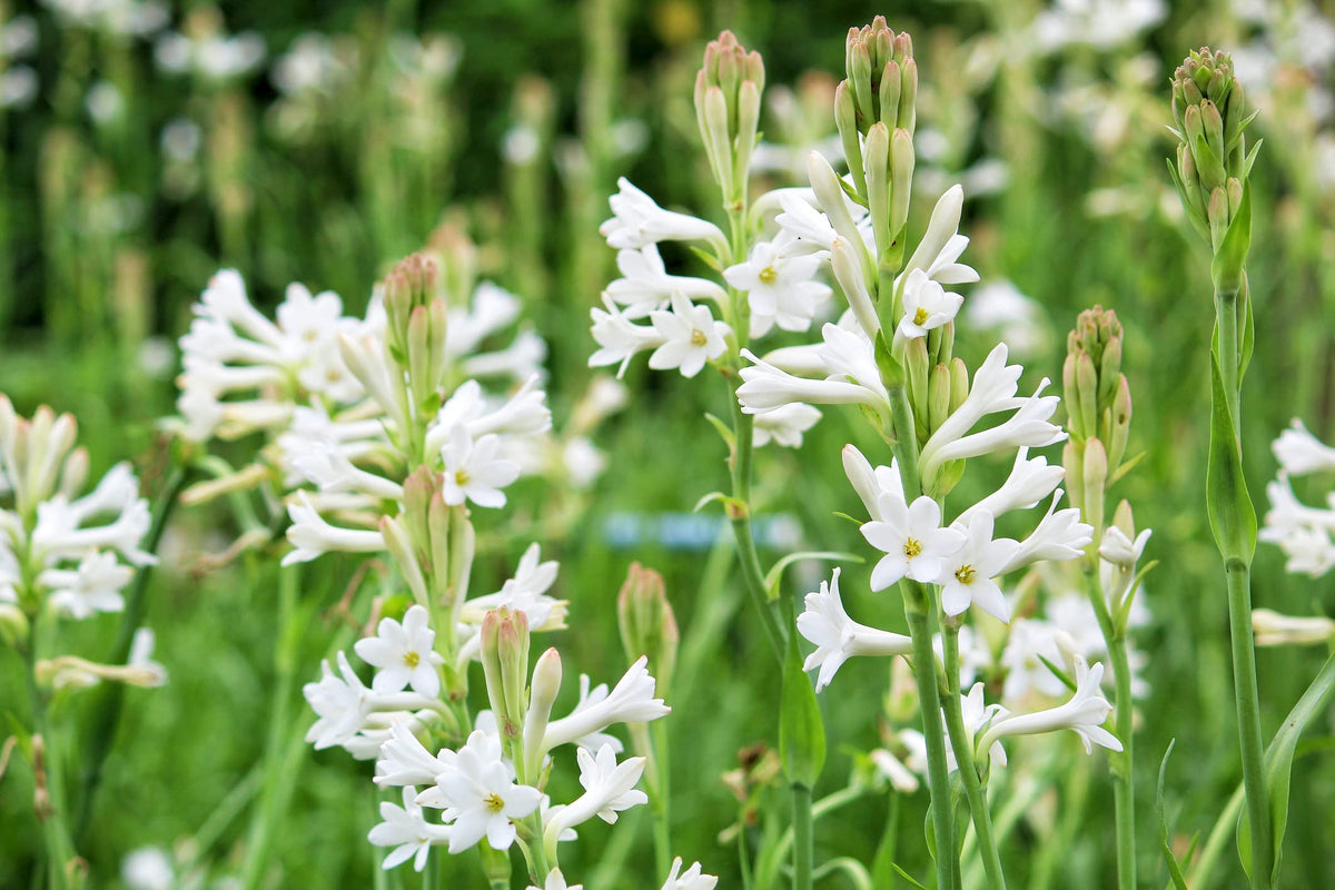 Rajnigandha Double Flowering Pelleted Seeds for Planting – Easy-Sow Ornamental Garden Blooms