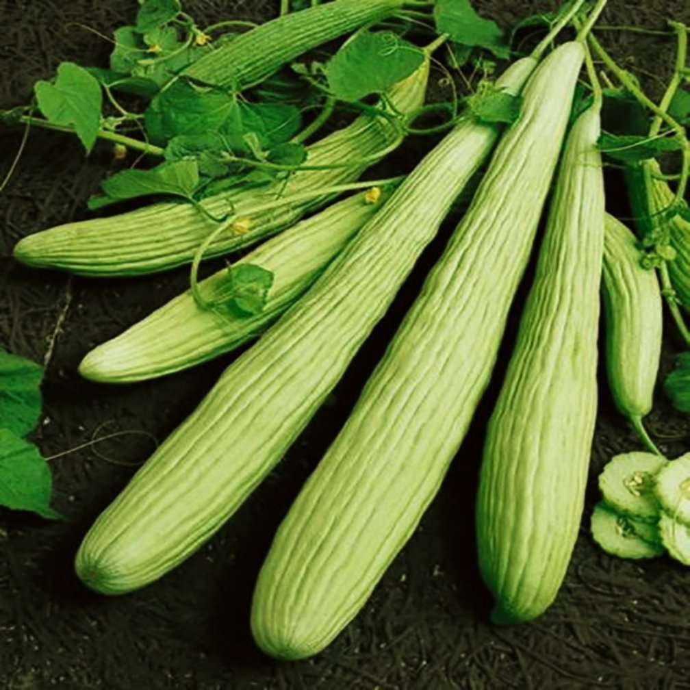 Armeno Yard Cucumber Seeds for planting in vegetable garden