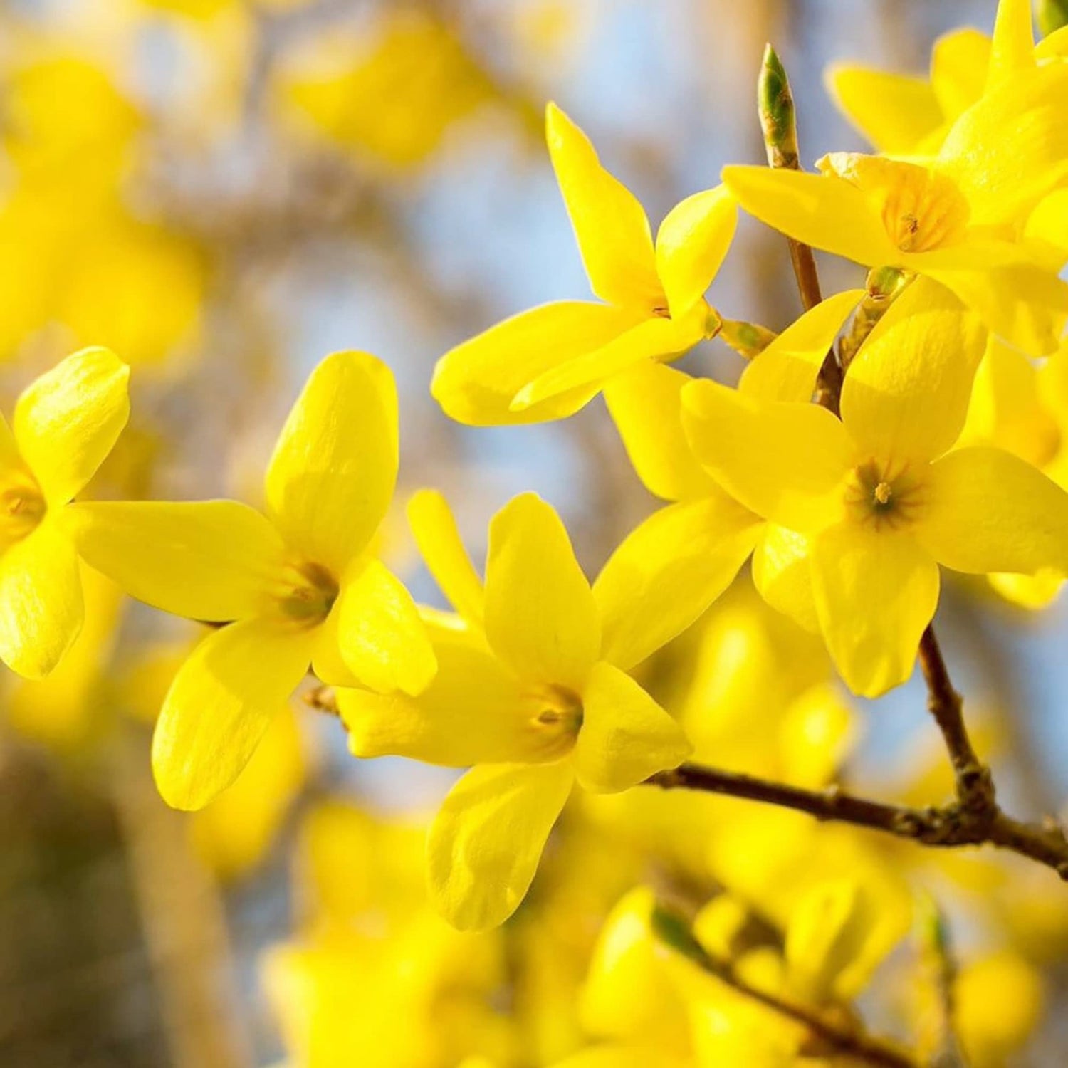 Heirloom Yellow Forsythia Flower Seeds for Planting, Non-GMO, Pale Yellow Blooms seeds for planting in home garden