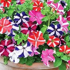 Double Petal Petunia Flower Seeds for Indoor & Outdoor