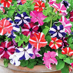 Mexican Petunia Mixed Flower Seeds for Planting - Heirloom, NON-GMO, Easy to Grow Garden Blooms Dhara Seeds