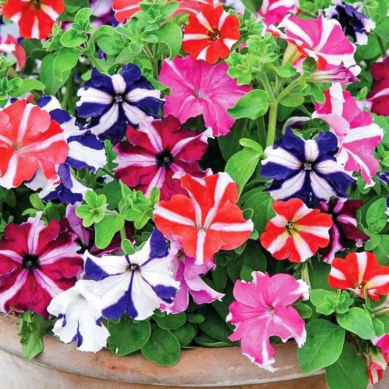Mexican Petunia Mixed Flower Seeds for Planting - Heirloom, NON-GMO, Easy to Grow Garden Blooms Dhara Seeds