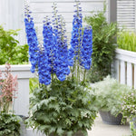 Giant Delphinium Elatum Flower Seeds