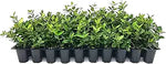Arabian Jasmine Jasminum sambac for planting in flower bed