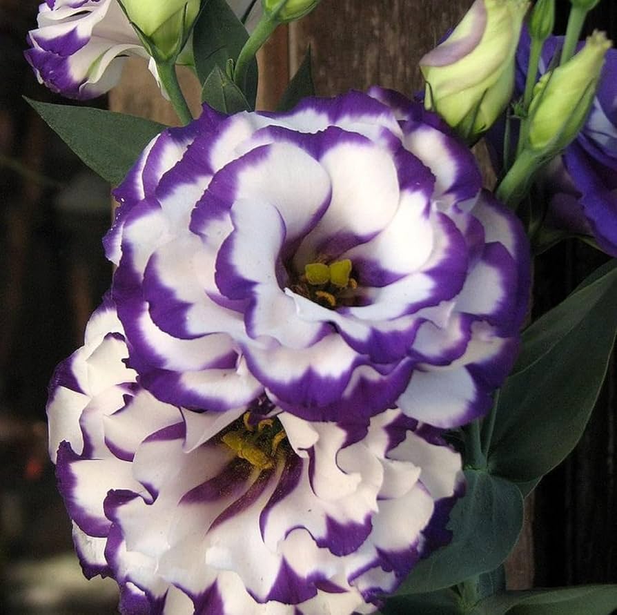 Lisianthus Eustoma Grandiflorum Purple Flower Seeds for Planting – Elegant Blooms for Garden Borders and Floral Arrangements