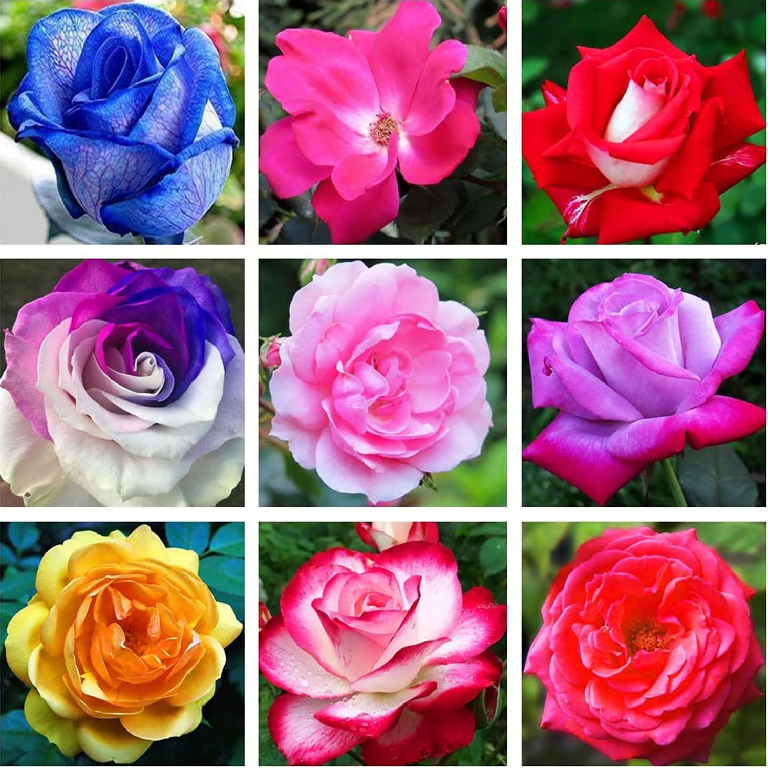 Street Lamp Rose Rosa Mixed Hybrida Flower Seeds for Planting in backyard gardening and ornamental borders