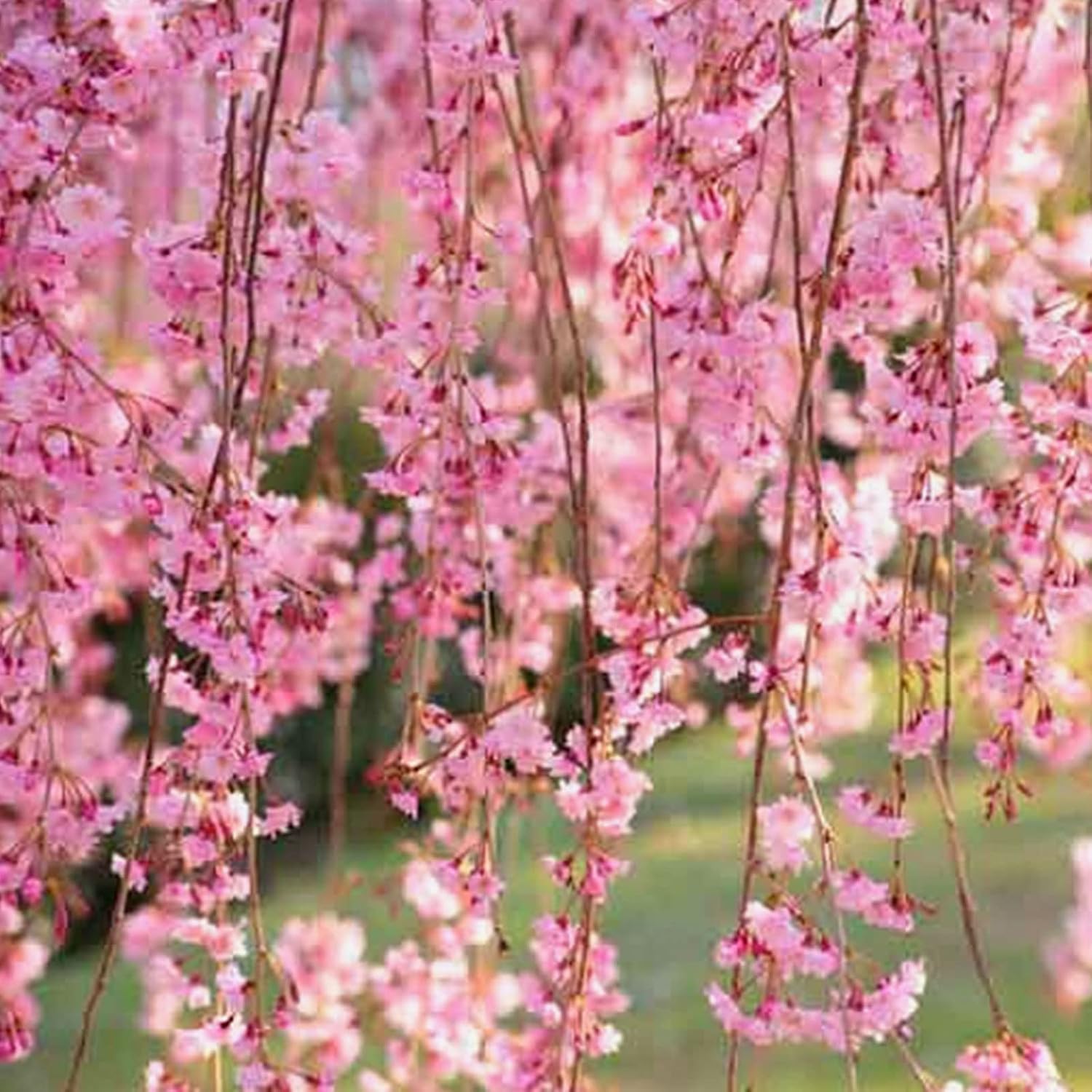 Weeping Sakura Cherry Blossom Seeds