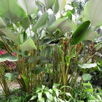 "heirloom-calathea-lutea-cuban-cigar-plant-seeds-for-planting"

