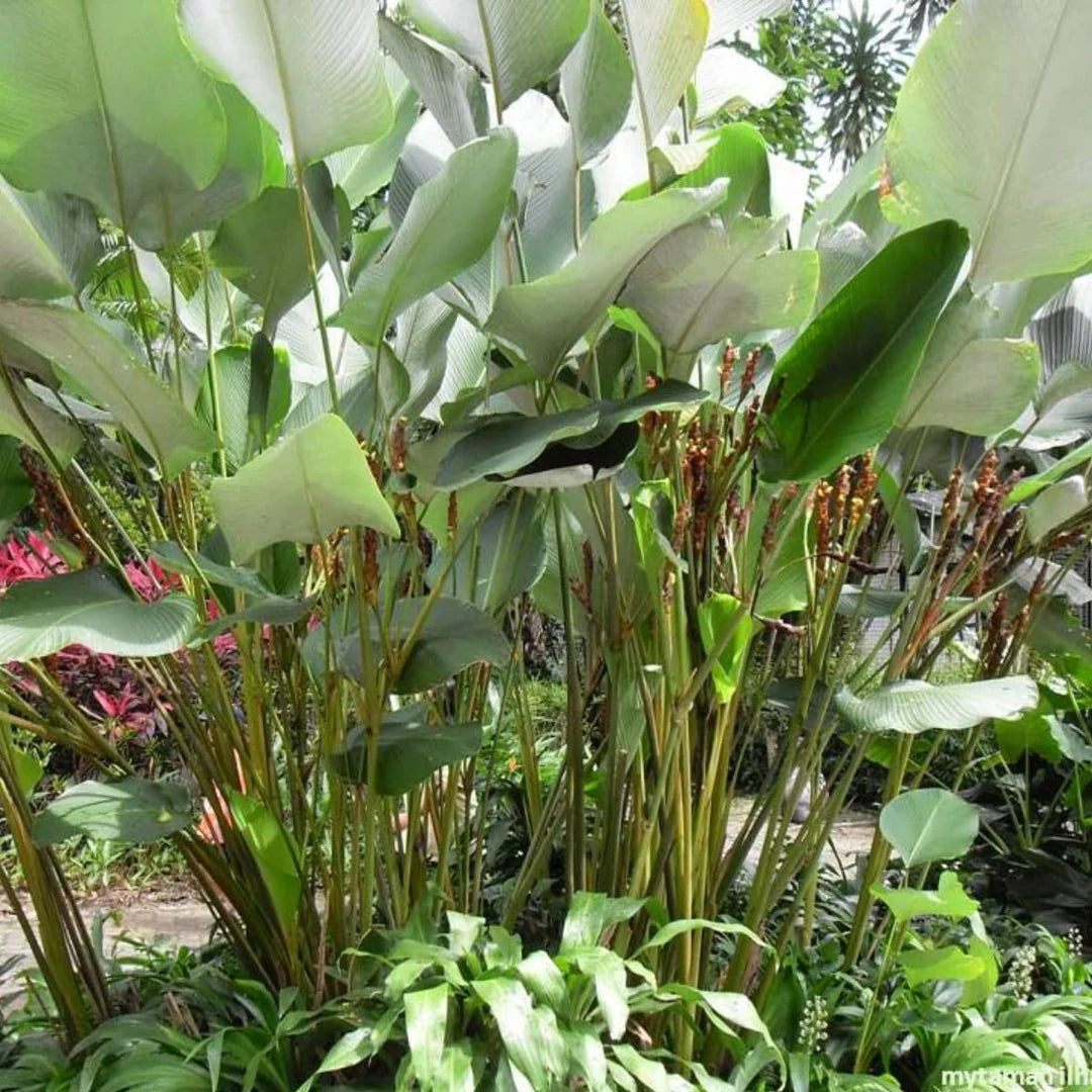 Cream Green Calathea Lutea Plant Seeds for Planting - Heirloom & Non-GMO Seeds