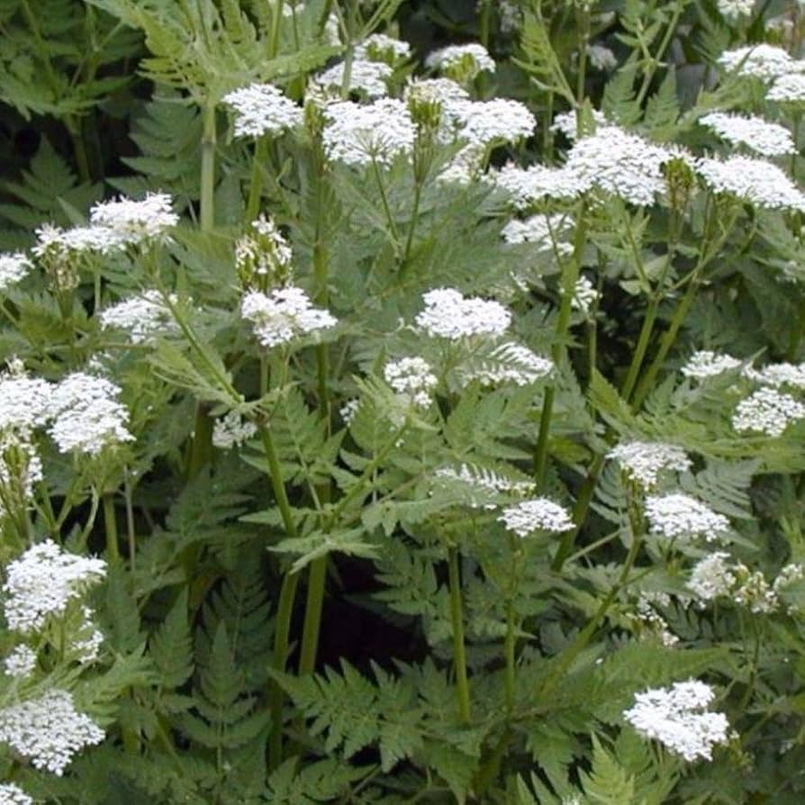 Myrrhis Odorata Myrrhis odorata for planting in herb garden