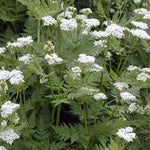 Myrrhis Odorata Myrrhis odorata for planting in herb garden