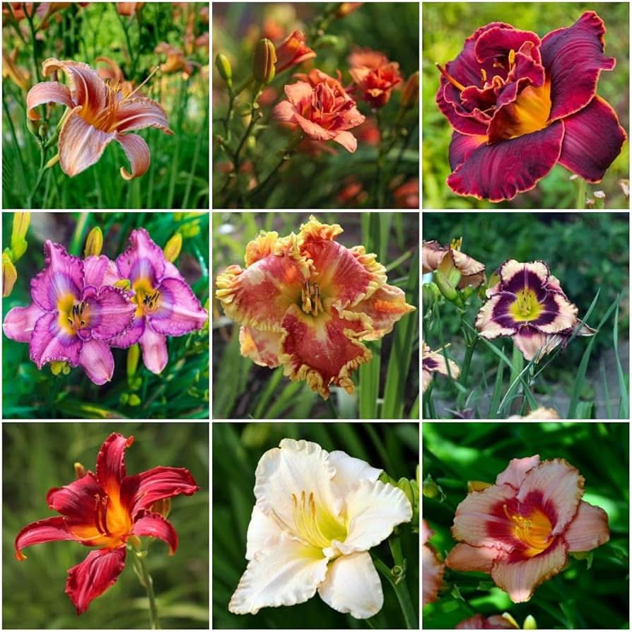 Daylily Hemerocallis Desperado Flower Seeds for Planting in Backyard Gardening and Perennial Borders
