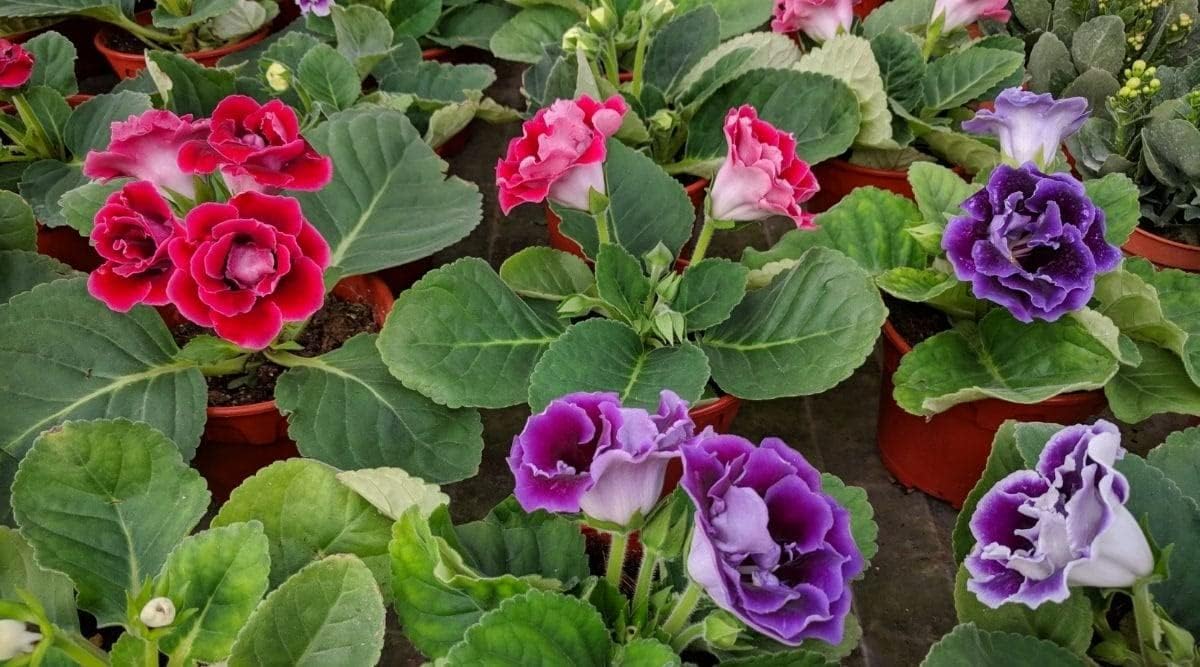 & (& scientific name) for planting in garden