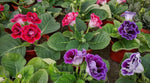 & (& scientific name) for planting in garden