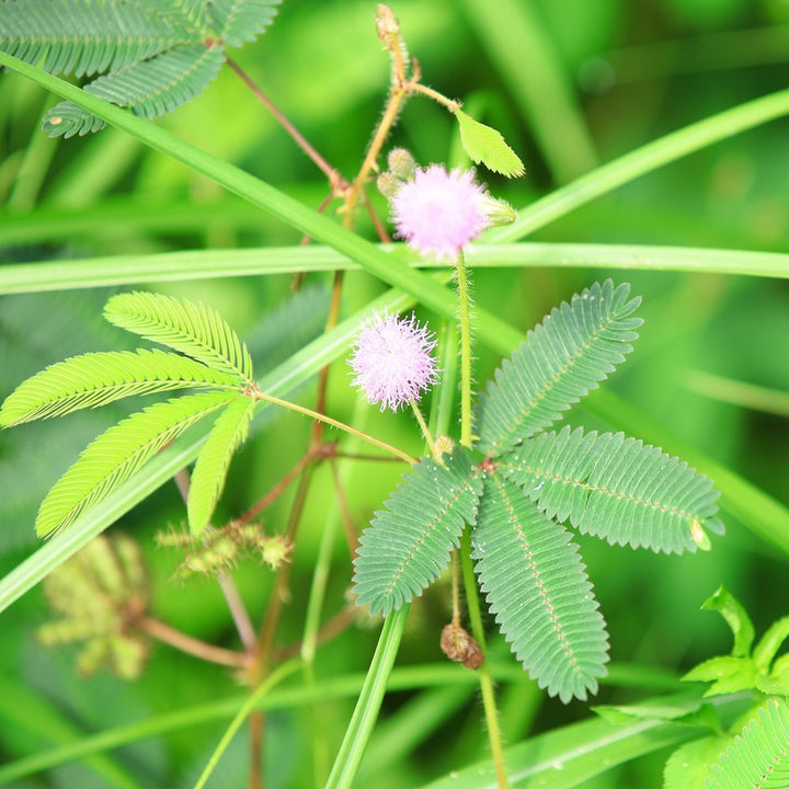 Pink White Mimosa Flower Seeds for Planting - 100 pcs
