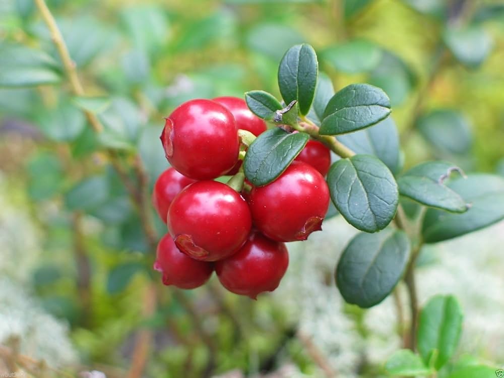 Lingonberry Seeds