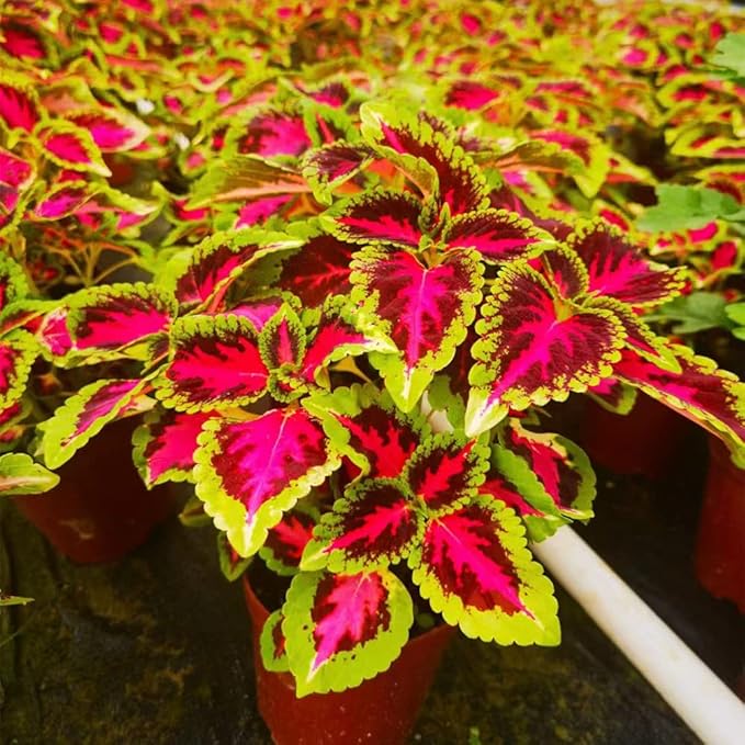 Rare Color Coleus Seeds for Planting home garden flower bed