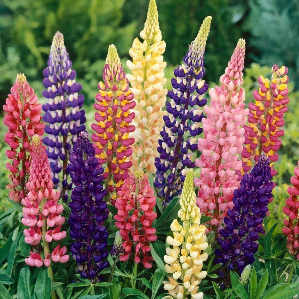 Russell Lupine Seeds Mix for Planting - Perfect for Flower Bed & Garden